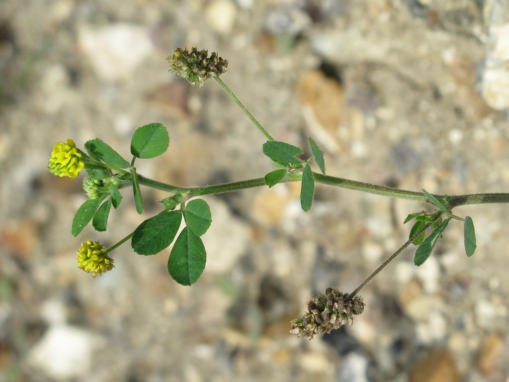 Medicago lupulina